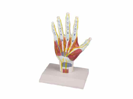Modell av handens anatomiska struktur