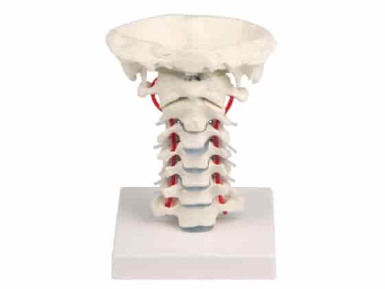 Cervical vertebral column with stand