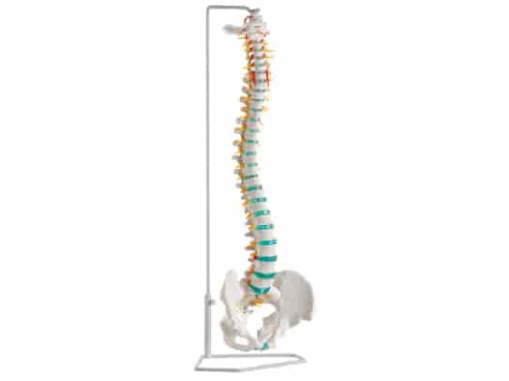 Classic Spine 75 cm