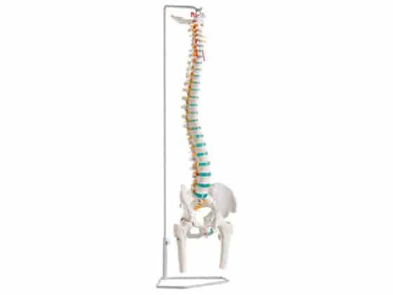 Classic Spine with femur Stumps 85 cm