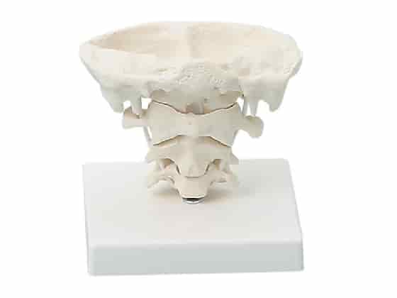 Head articulations, natural size w/stand