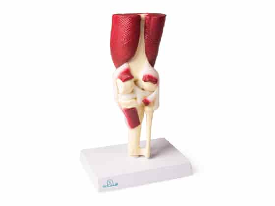 Knee Joint, life size, with muscles