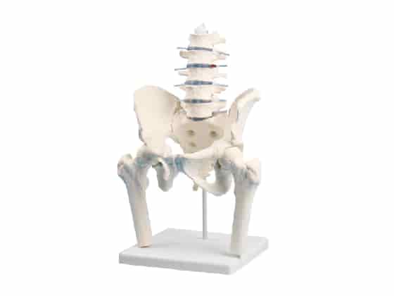 Lumbar spine w/pelvis and femoral stumps