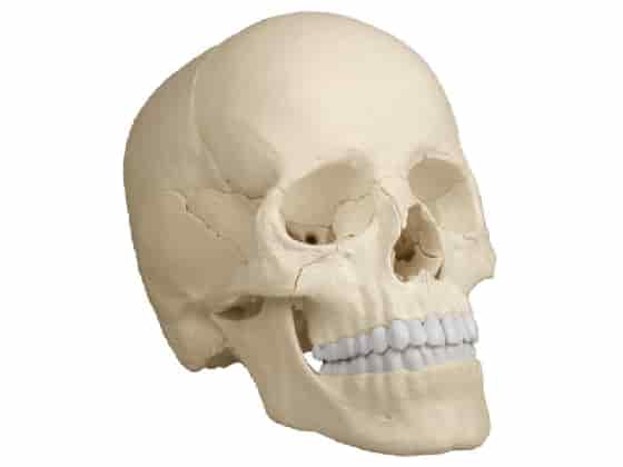 Osteopathic Skull Model, 22 part, anatom