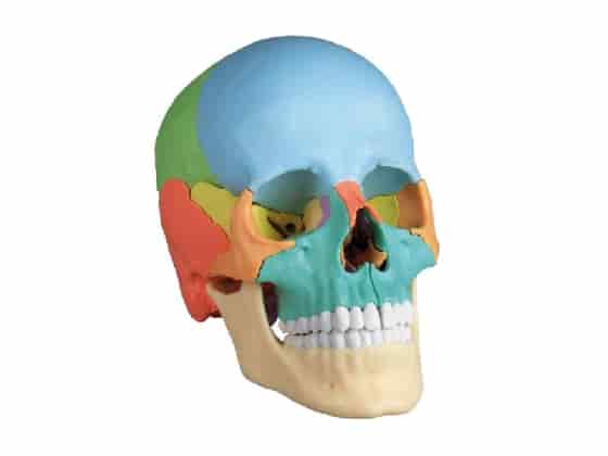Osteopathic Skull Model, 22 part, didact