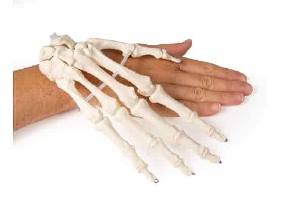 Skeleton of hand