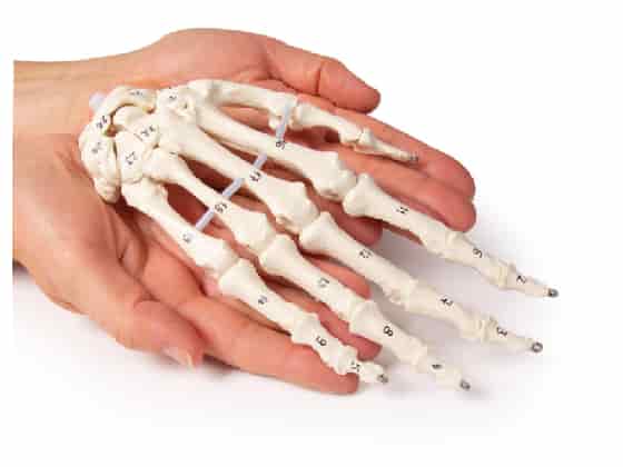 Skeleton of the hand with bone numbering
