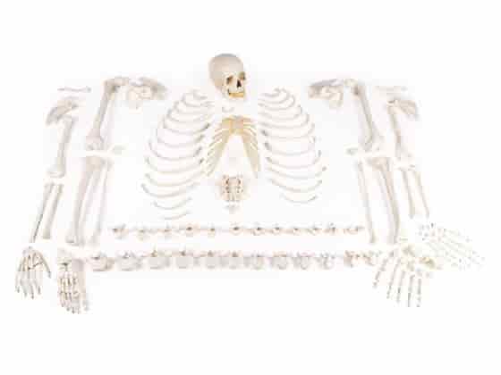 Skeleton, unassembled (bone collection)