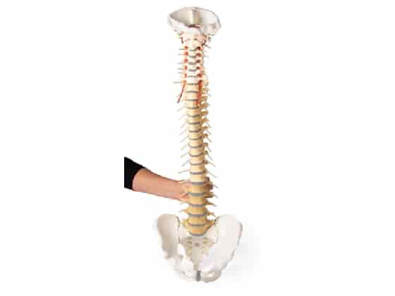Spine with pelvis, vertebrae 