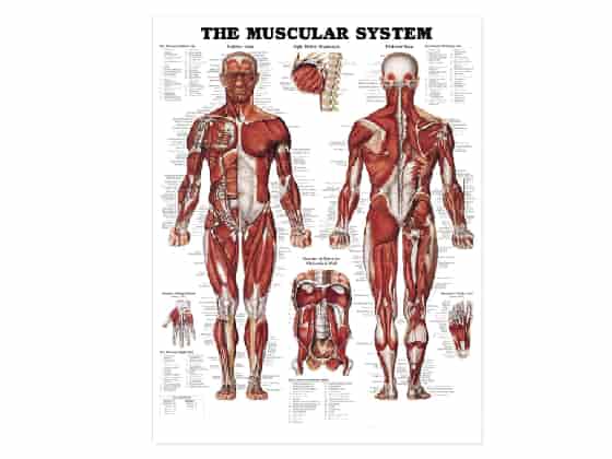Anatomisk Affisch, Muskelsystemet.