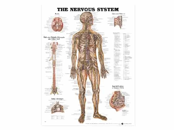 Anatomisk Affisch, Nervsystemet, 50 x 65 cm.