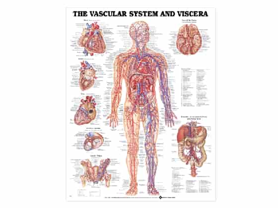Anatomisk Affisch över Vaskulära Invärtes system