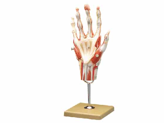 Anatomisk Handmodell 3D