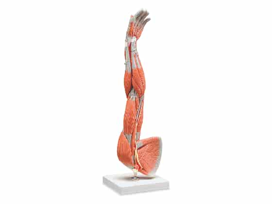 Anatomisk Modell, Hel Arm, 3D.