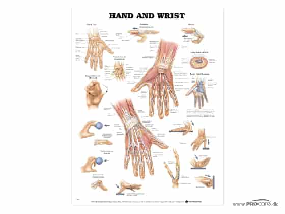 Hand och Vrist , Anatomi Affisch, 50 x 66 cm.