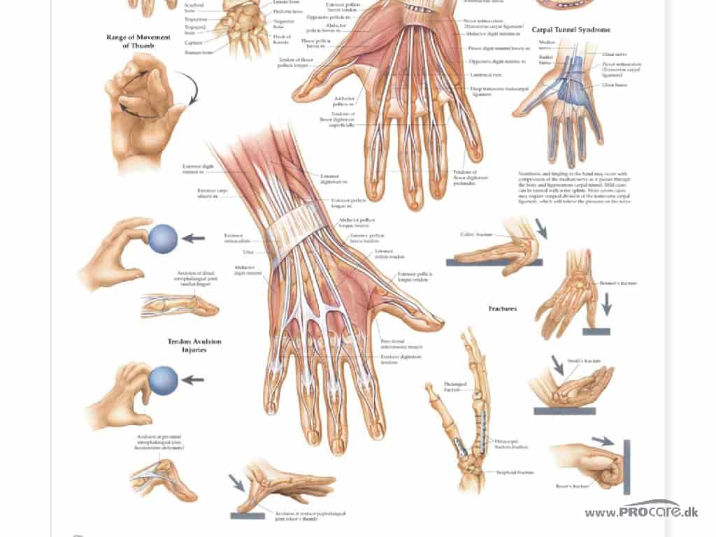 После получения руки. Строение запястья руки человека. Запястье руки анатомия строение. Строение кисти и лучезапястного сустава руки человека. Из чего состоит кисть руки человека.