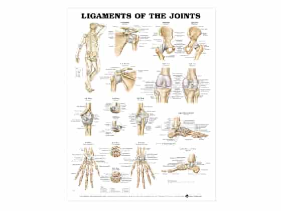 Ligaments of the Joints Wall Chart