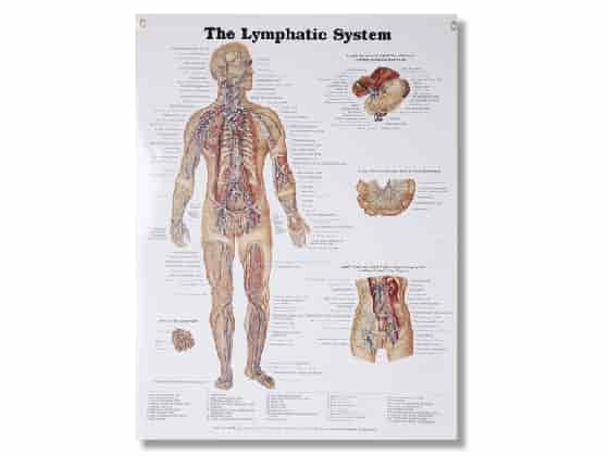 Lymfsystemet, affisch 50 x 66 cm.