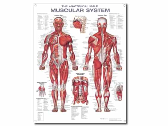 Anatomisk Affisch, Muskelsystemet.